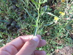 Baccharis punctulata