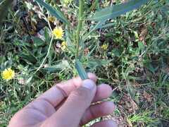 Baccharis punctulata