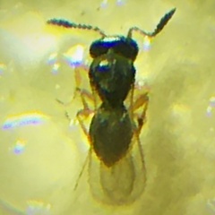Platygastridae