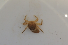 Petrolisthes cabrilloi