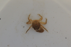 Petrolisthes cabrilloi