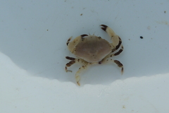 Cycloxanthops novemdentatus