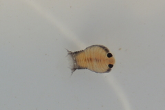 Cymothoida