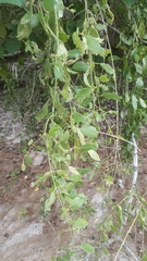 Dendrophthoe falcata