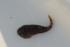 Gobiesox rhessodon