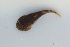 Gobiesox rhessodon