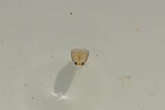 Cymothoida