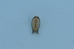 Cymothoida