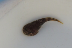 Gobiesox rhessodon