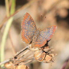 Riodinidae