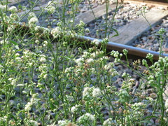 Baccharis punctulata