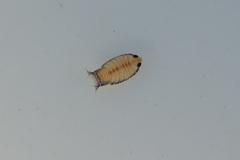 Cymothoida