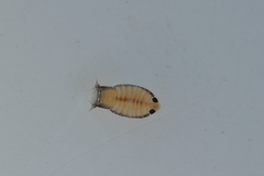 Cymothoida