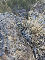 Eriogonum strictum