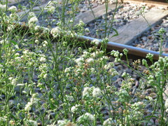 Baccharis punctulata