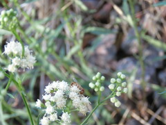 Copestylum sexmaculatum