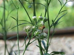Copestylum sexmaculatum