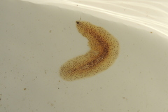 Enchiridium punctatum