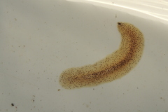 Enchiridium punctatum