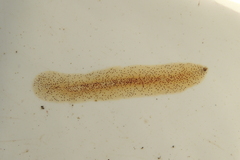 Enchiridium punctatum