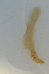 Enchiridium punctatum
