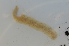 Enchiridium punctatum