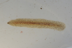 Enchiridium punctatum