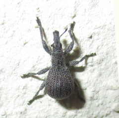 Aplemonina
