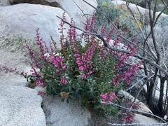 Penstemon clevelandii clevelandii