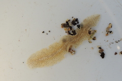 Enchiridium punctatum
