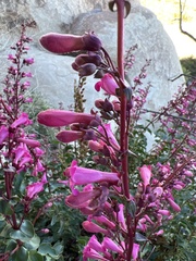 Penstemon clevelandii clevelandii