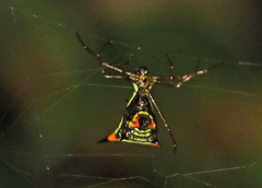 Micrathena schreibersi