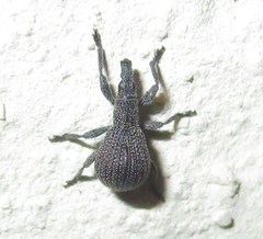 Aplemonina