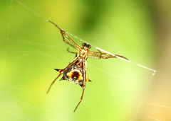 Micrathena schreibersi