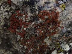 Rufoplaca arenaria
