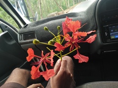 Delonix regia