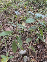 Rhodomyrtus tomentosa