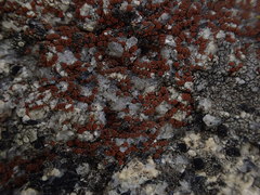 Rufoplaca arenaria