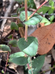 Leucopogon amplexicaulis