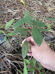 Rhodomyrtus tomentosa