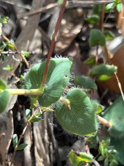 Leucopogon amplexicaulis