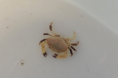 Cycloxanthops novemdentatus