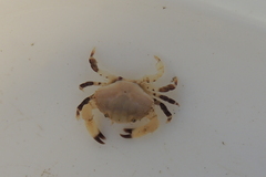 Cycloxanthops novemdentatus