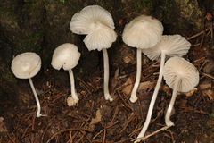 Heliomyces decolorans