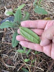 Rhodomyrtus tomentosa