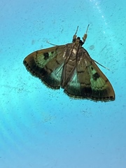 Pyraustinae