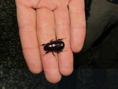 Ancognatha scarabaeoides