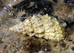 Cerithiidae