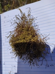 Triquetrella papillata