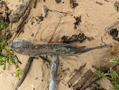 Arothron firmamentum